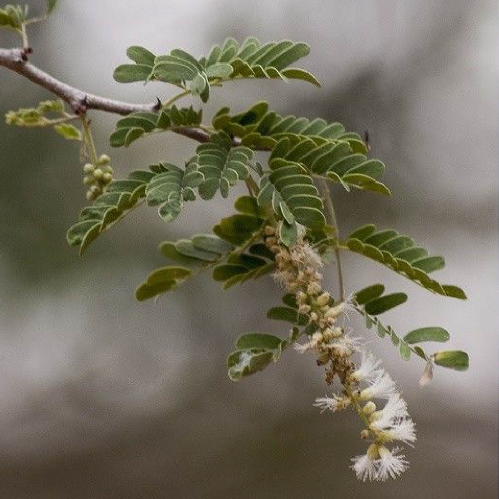 Plongez dans l’univers de l&rsquo;Acacia senegal et ses bienfaits exceptionnels pour le bien-être.