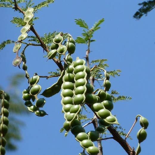 Découvrez les secrets de l’Acacia nilotica, une plante aux multiples vertus naturelles.